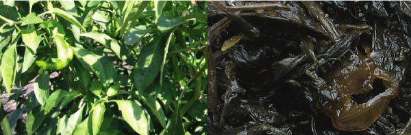 創業130年　喜太八しぐれ屋